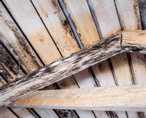 Image of a molding roof damaged by humidity.